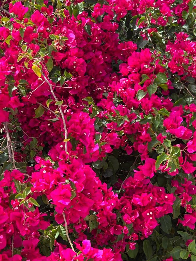 פדרגר Casa La Naranja Boutique B&B מראה חיצוני תמונה